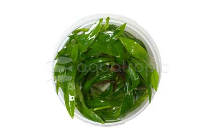 Helanthium quadricostatus Cup AT :: 80541