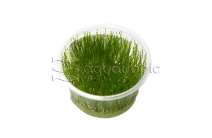 Taxiphyllum alternans 'Taiwan Moss' Cup AT :: 80561