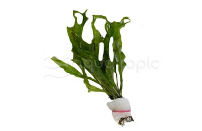 Anubias 'Coffeefolia' :: 80593