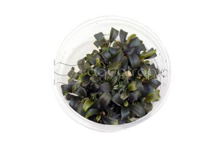 Bucephalandra 'Brownie Purple' Cup AT :: 80760