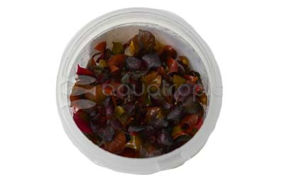 Alternanthera reineckii 'Rosaefolia' Cup AT :: 73519