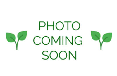 Tiger Lotus Lily Tuber Assorted (3 pack) :: 77177