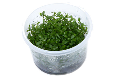 Proserpinaca palustris Cup AT :: 80525