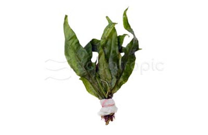 Malaysian Red Fern (rooted) :: 83095