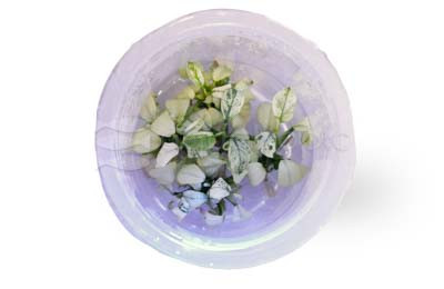 Anubias pinto Cup AT :: 93792