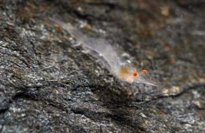 Pinocchio Shrimp :: 20071