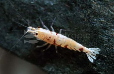 Fancy Tiger Red Shrimp :: 36477