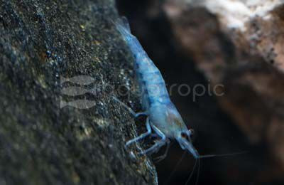 Sky Blue Velvet (Green Velvet) Shrimp :: 59619