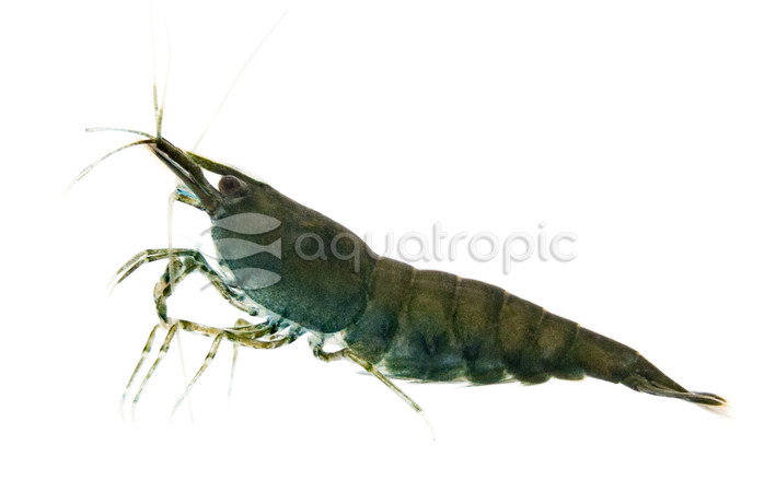 Hulk Green Shrimp :: 65627