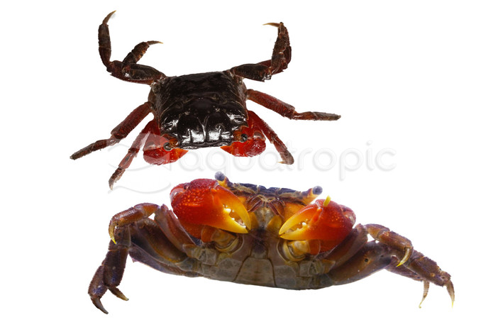 Red Claw Crab :: 76935