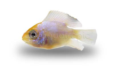 Ram, Gold Head Electric Blue Balloon :: 16185