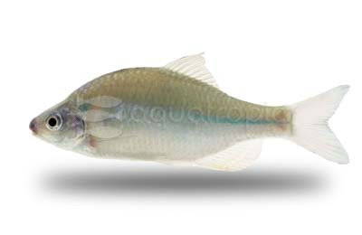 Golden Fin Male :: 16735