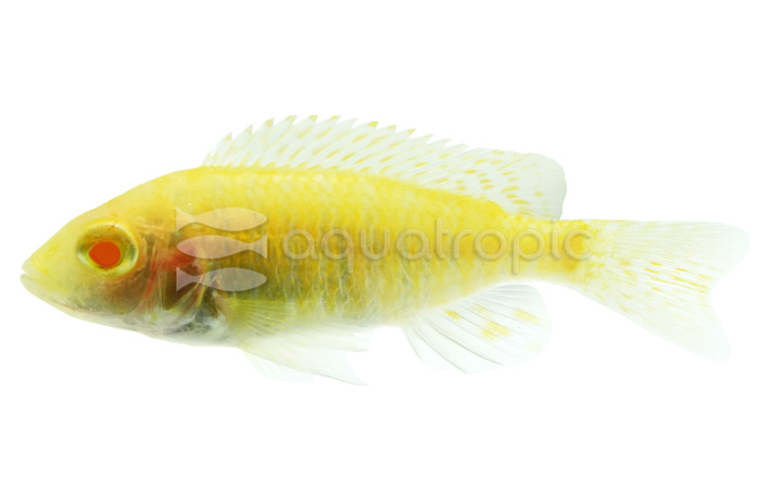 Albino Strawberry Peacock Malawi Cichlid :: 19950