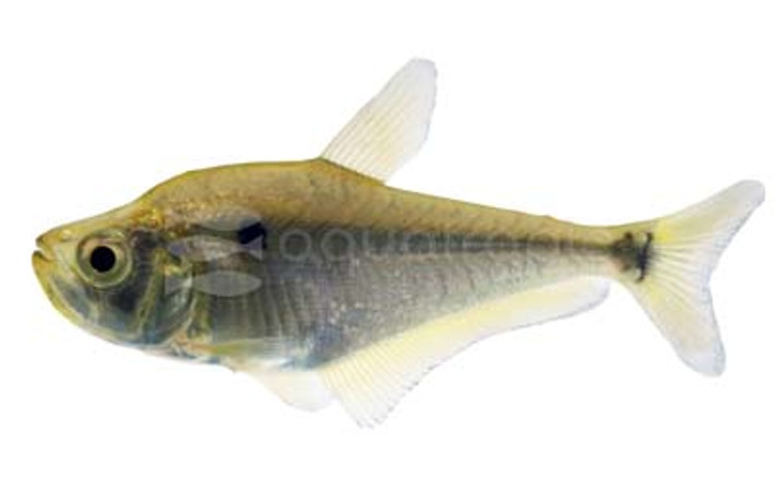 Glass Headstander Tetra :: 24395