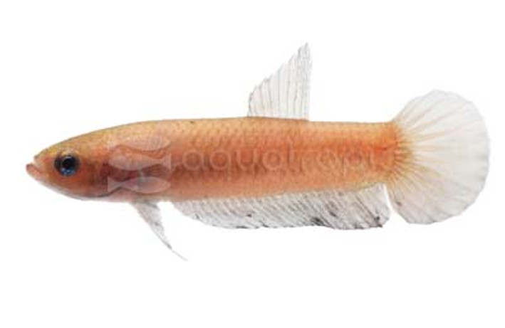 Female 'Persephone' :: 24490