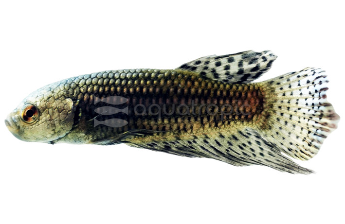 Copper Alien Betta, Male :: 24758