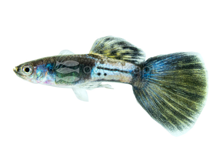 Blue Sapphire Guppy, Male :: 33369
