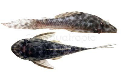 Bola Plecostomus L-146 :: 35571