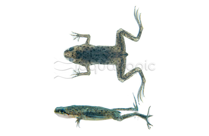 Dwarf Zaire Frog :: 37124