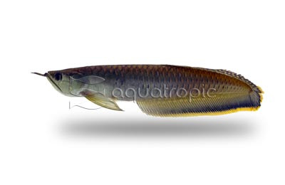 Blue Arowana :: 37181