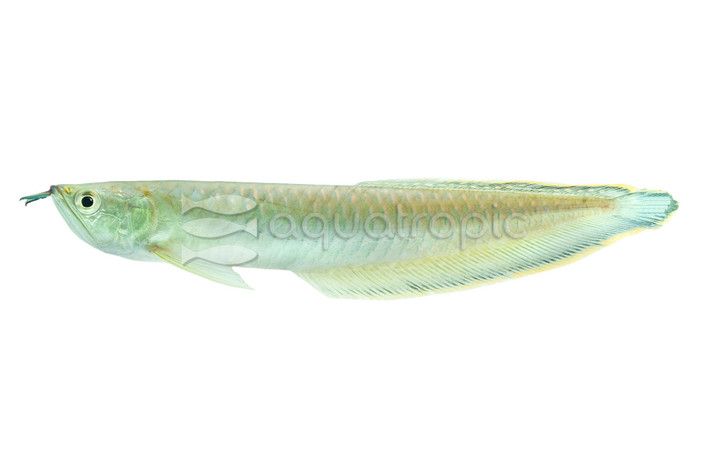 Blue Arowana :: 37181