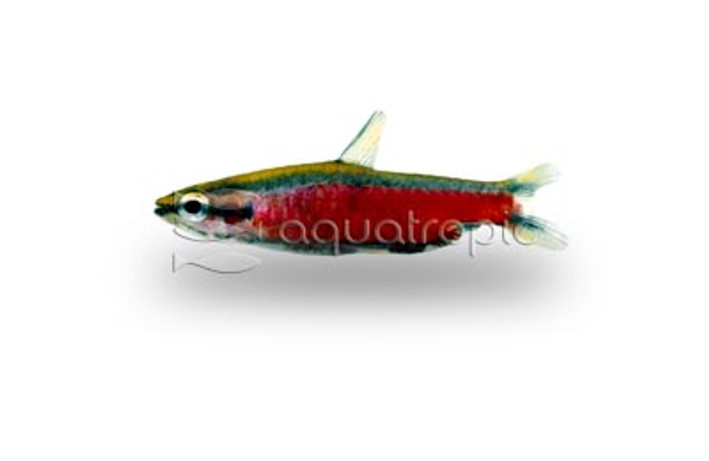 Super Coral Red Pencilfish :: 37553