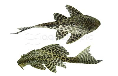 Butterfly Orinoco Plecostomus L-168 :: 43287