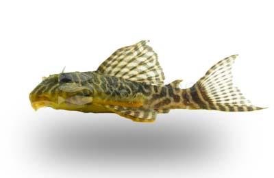 King Tiger/Scribble Plecostomus L-066 :: 44462