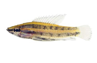 Licorice "Sumatranus" Gourami :: 47947