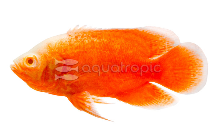 Oscar, Red Chili :: 48246