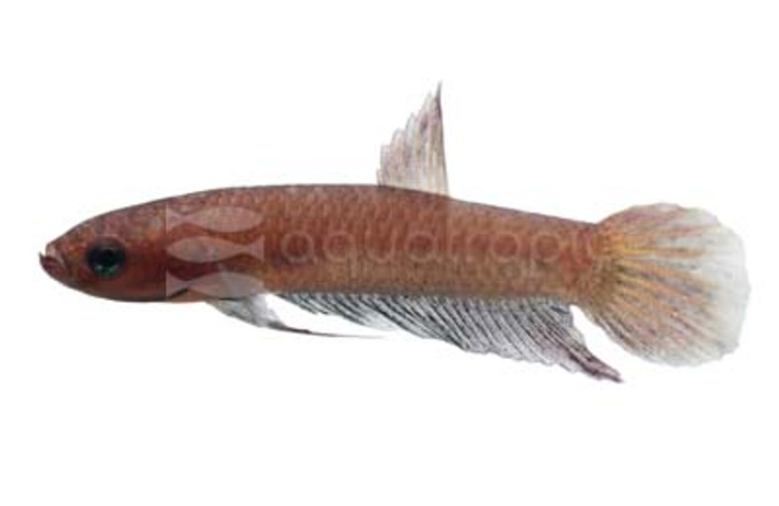 Female 'Jade' :: 49567
