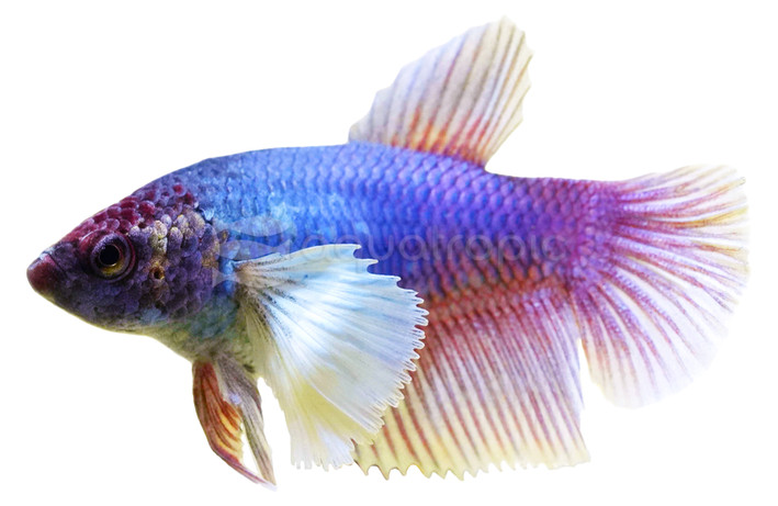 Mixed Color Delta Super Dumbo Ear Betta, Female :: 68682