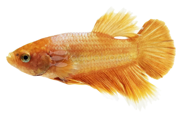 Champagne Betta, Male w/cup :: 69055