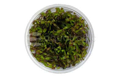 Rotala macrandra 'Rose' Cup AT :: 28266