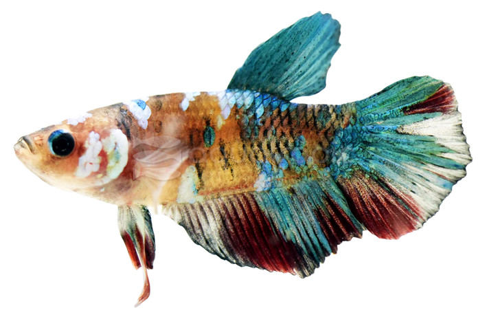 Plakat Candy w/cup, Male :: 77059