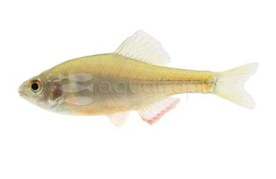 Volcano Male :: 80902