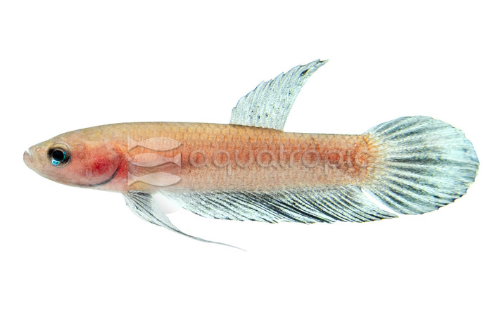 Persephone Betta, Male :: 85115