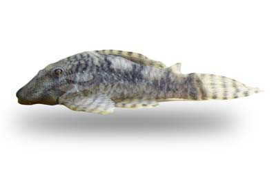 Iquitos Tiger Plecostomus L-226 :: 91477