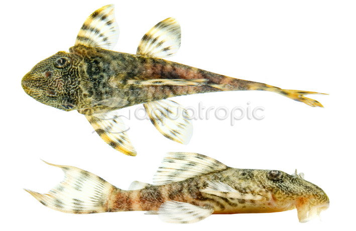 Iquitos Tiger Plecostomus L-226 :: 91477