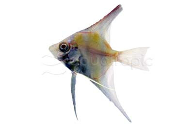 Albino Dantum Angelfish :: 95143