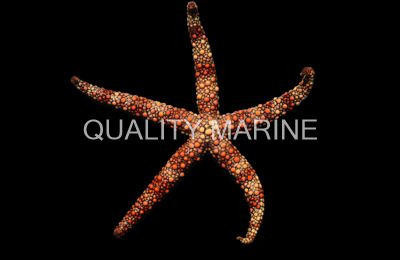 Orange Mesh Sea Star :: 59070