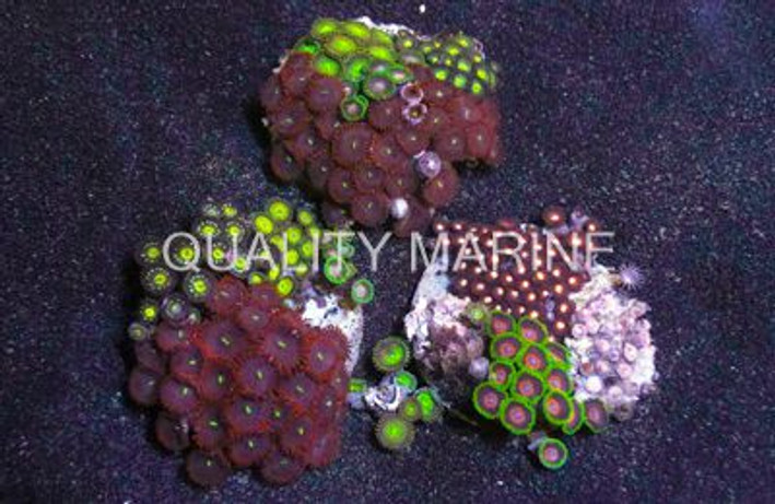 Mixed Colored Colony Polyp :: 55549