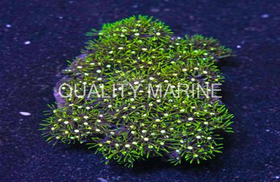 Super Metallic Green Starburst Polyp :: 55579