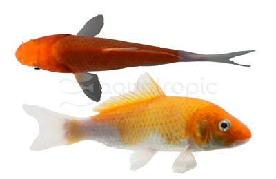 Mixed High Quality "AA" Koi :: 39108