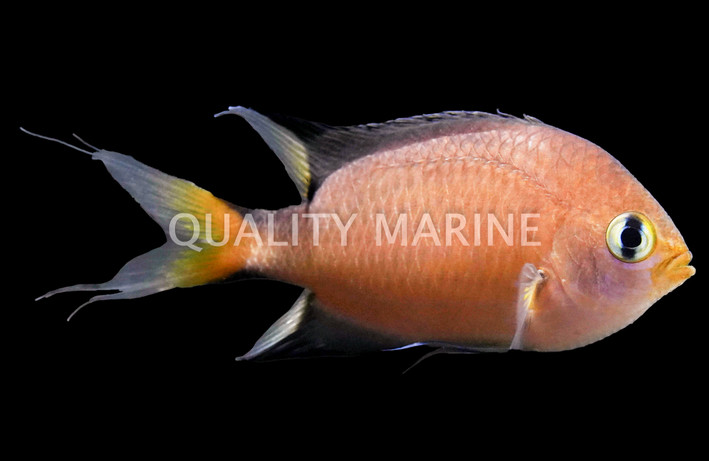 Darkfin Chromis