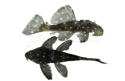Vampire Plecostomus :: 47711