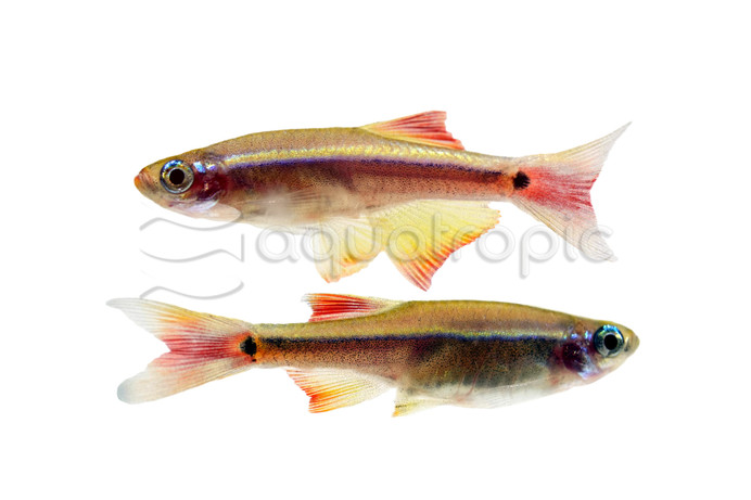 White Cloud Long Fin Minnow :: 46003