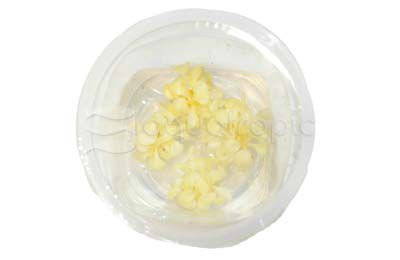 Anubias barteri 'White Rose' Cup AT :: 75890