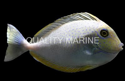 Vlamingii Tang, Adult :: 31624