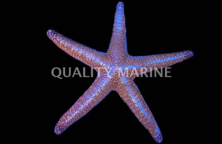 Red Scorched Sea Star :: 59086